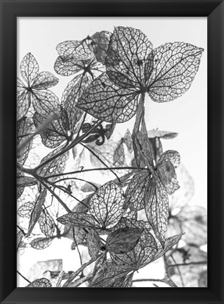 Framed Leaf Composition Print