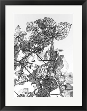 Framed Leaf Composition Print
