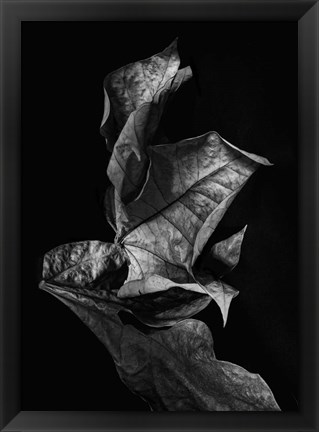 Framed Leaf Composition, Dark Print