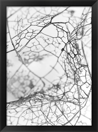 Framed Leaf Skeleton BW Print