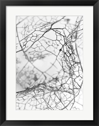 Framed Leaf Skeleton BW Print