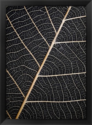 Framed Leaf Veins Print