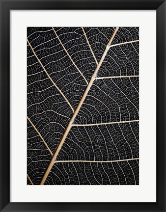 Framed Leaf Veins Print