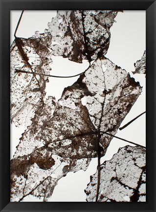 Framed Leaves Print