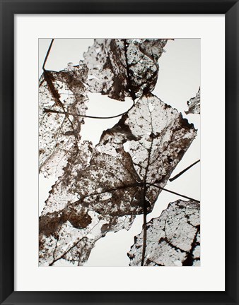 Framed Leaves Print