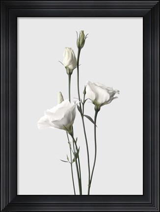 Framed Lisianthus White Print