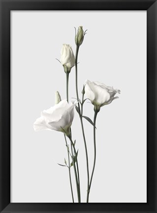 Framed Lisianthus White Print