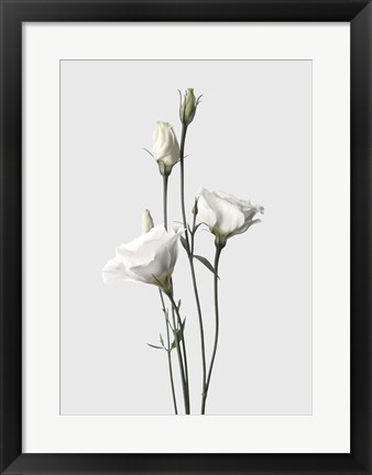 Framed Lisianthus White Print