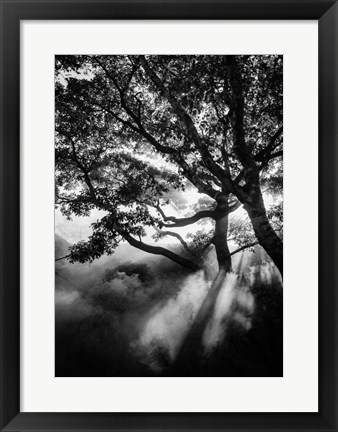 Framed Misty Black Print