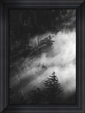 Framed Misty Pine Woods Print