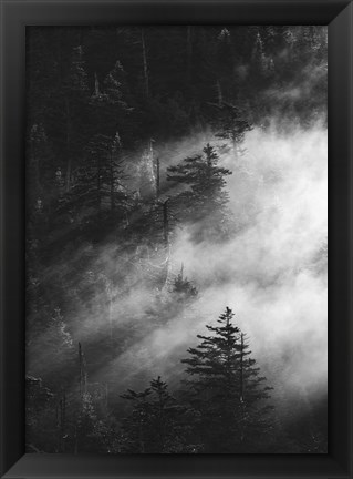 Framed Misty Pine Woods Print