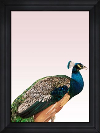 Framed Peacock on Pink Print