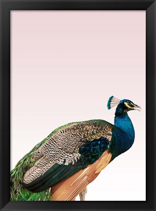 Framed Peacock on Pink Print