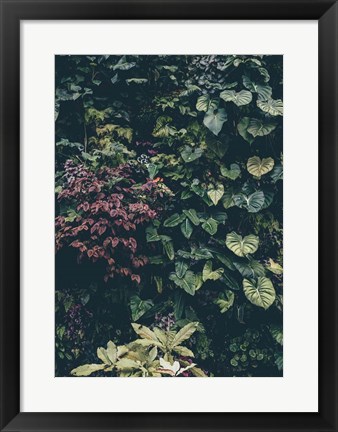 Framed Plant Wall Print