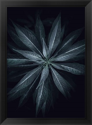 Framed Star Flower Print