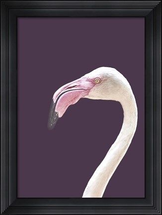 Framed Flamingo Print
