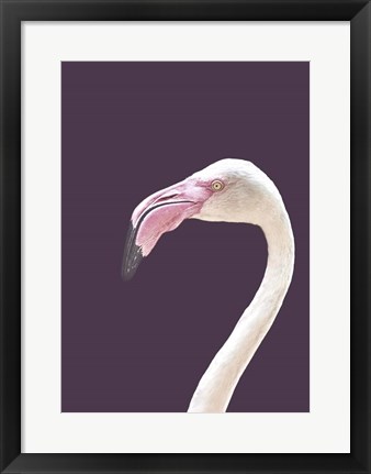 Framed Flamingo Print