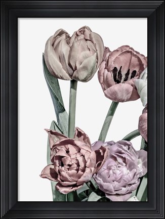 Framed Tulips Bright 2 Print
