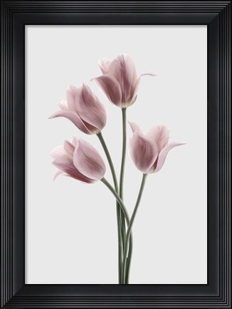 Framed Tulips Pink Print