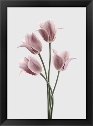 Framed Tulips Pink Print