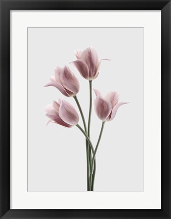 Framed Tulips Pink Print