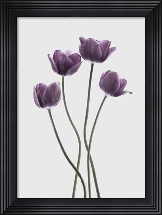 Framed Tulips Purple Print
