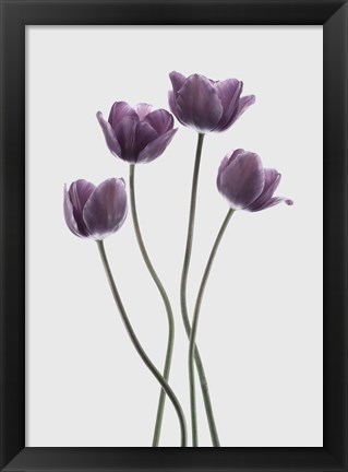 Framed Tulips Purple Print