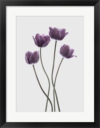 Framed Tulips Purple Print