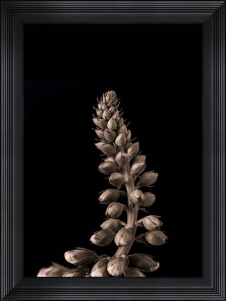 Framed Upwards 2 Print