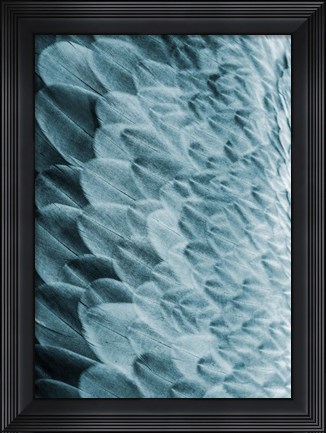 Framed Volture I Print