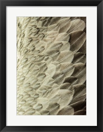 Framed Volture II Print