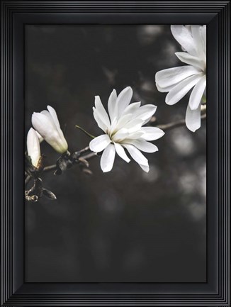 Framed White Flowers Print