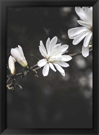 Framed White Flowers Print