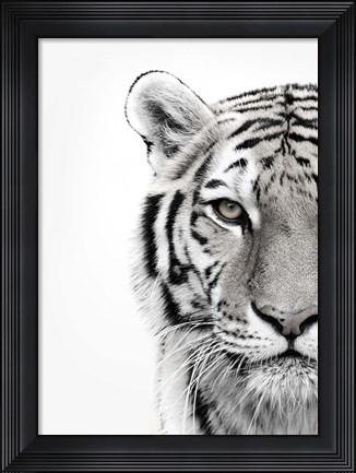Framed White Tiger Print