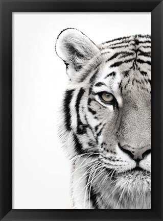 Framed White Tiger Print