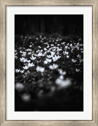 Framed Windflowers Print
