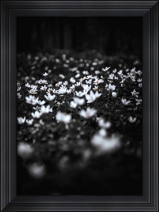 Framed Windflowers Print
