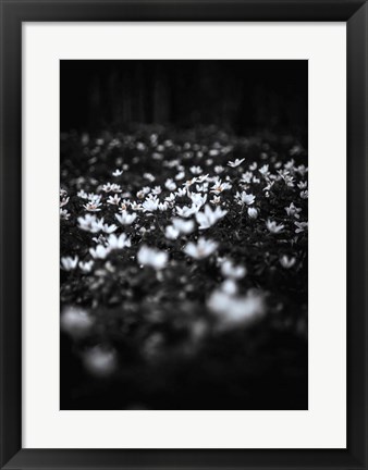 Framed Windflowers Print