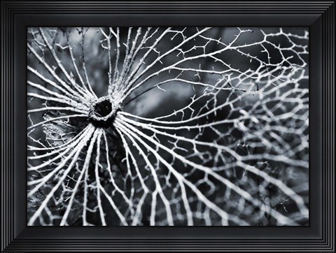 Framed Winterspell Print