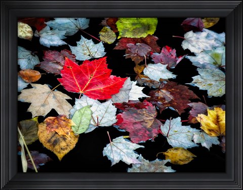Framed Autumn Leaves Print