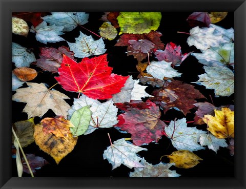 Framed Autumn Leaves Print