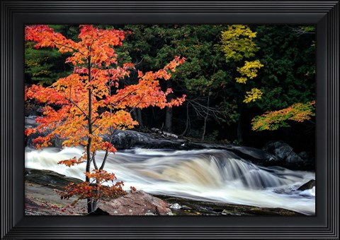 Framed Autumn, Lower Rosseau Falls Print