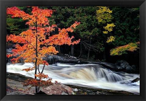 Framed Autumn, Lower Rosseau Falls Print