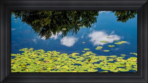 Framed Water Lilies and Reflection Print
