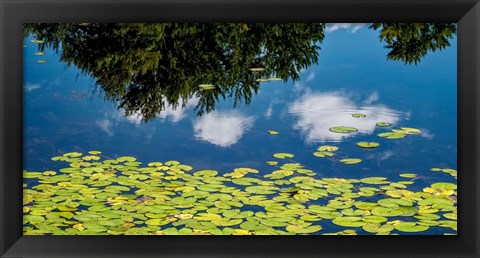 Framed Water Lilies and Reflection Print