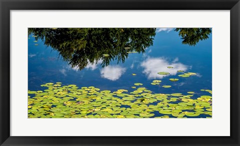 Framed Water Lilies and Reflection Print