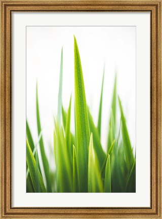Framed Blades of Green No. 1 Print