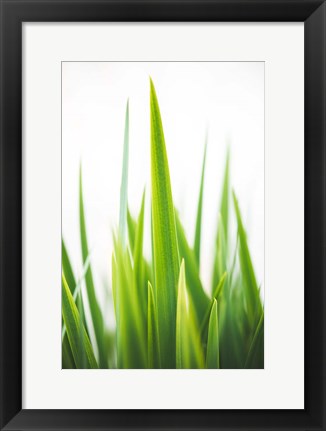 Framed Blades of Green No. 1 Print