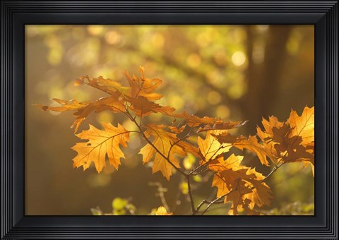 Framed Autumn Light Print