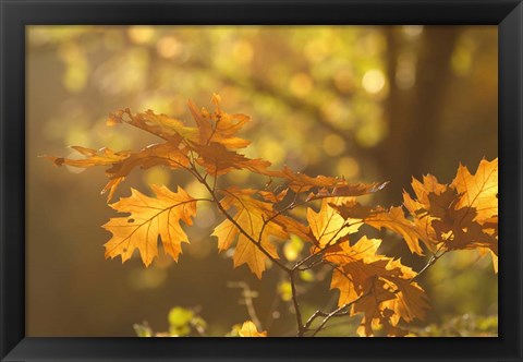 Framed Autumn Light Print